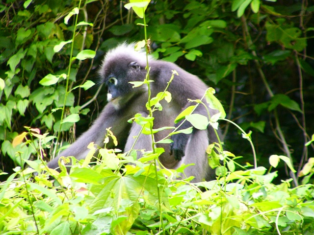 dusky langur 3